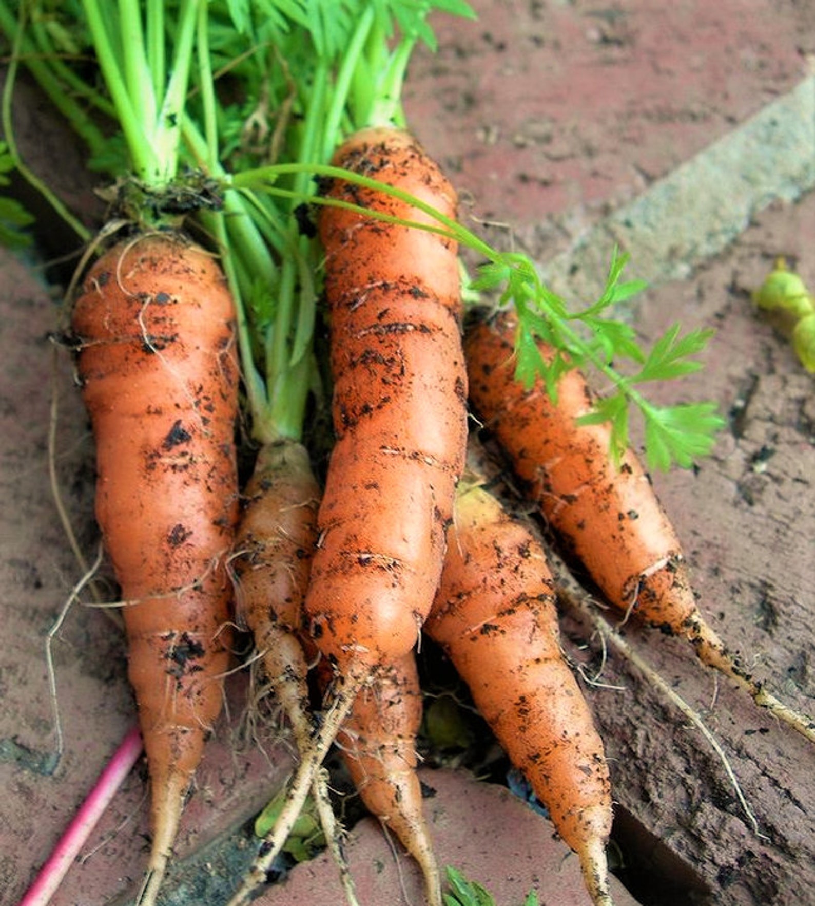 Heirloom baby carrot Little Finger variety delicious easy Etsy