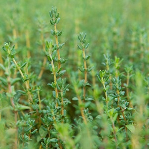 May include: A close-up view of a patch of green thyme growing in a garden. The thyme is in focus, while the background is blurred.
