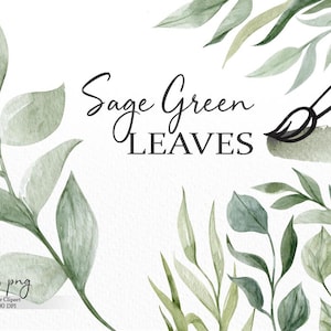 Folhas de aquarela verde sálvia png, clipart de vegetação, clipart botânico de folhagem de ramos, clipart de casamento, uso comercial, download digital