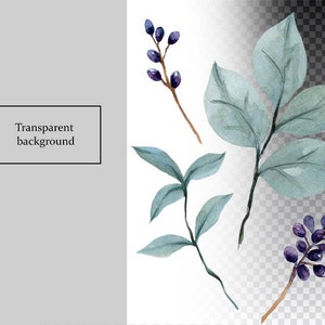 May include: Watercolor illustration of three sprigs of foliage with blue berries. The leaves are a light blue-green color and the berries are a dark purple. The background is transparent.