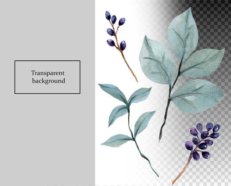 May include: Watercolor illustration of three sprigs of foliage with blue berries. The leaves are a light blue-green color and the berries are a dark purple. The background is transparent.