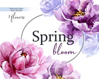 Peonía primaveral en acuarela, floral morado y rosa (PNG)