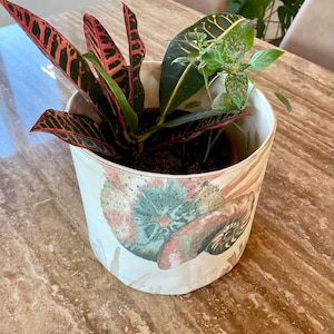 May include: A close-up of a fabric planter with a mushroom design. The planter is filled with a variety of plants, including a red and green striped plant and a green plant with white spots.