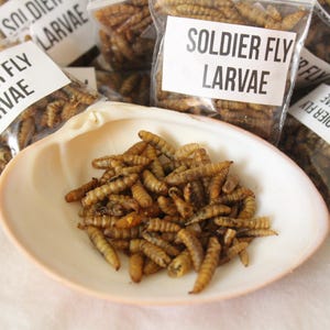 May include: A collection of clear plastic bags filled with dried brown soldier fly larvae, each labeled with the text SOLDIER FLY LARVAE. A white seashell in the foreground contains a small pile of the same dried brown insect larvae.