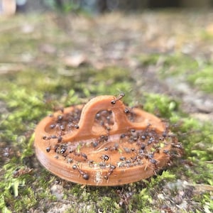 Insect, Ant Feeding tray with handle