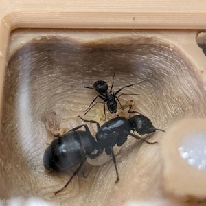 May include: Two black ants are shown inside a clear, beige enclosure. The larger ant has a shiny, rounded body, while the other is smaller. The enclosure has a textured interior and a light-coloured border. The ants are in a habitat.