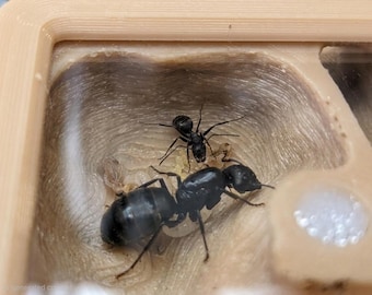 カンポノトゥス属の閉鎖型創始巣 | オールインワン |