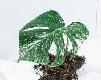 Bouture Monstera Deliciosa Variegata | Albo