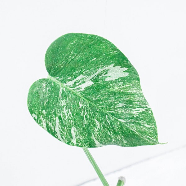 Bouture Monstera Deliciosa Variegata | Albo |