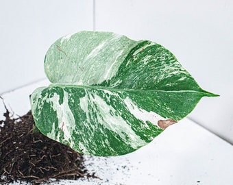 Stekken Monstera Deliciosa Variegata | Alba