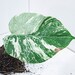 see more listings in the Monstera Variegata section