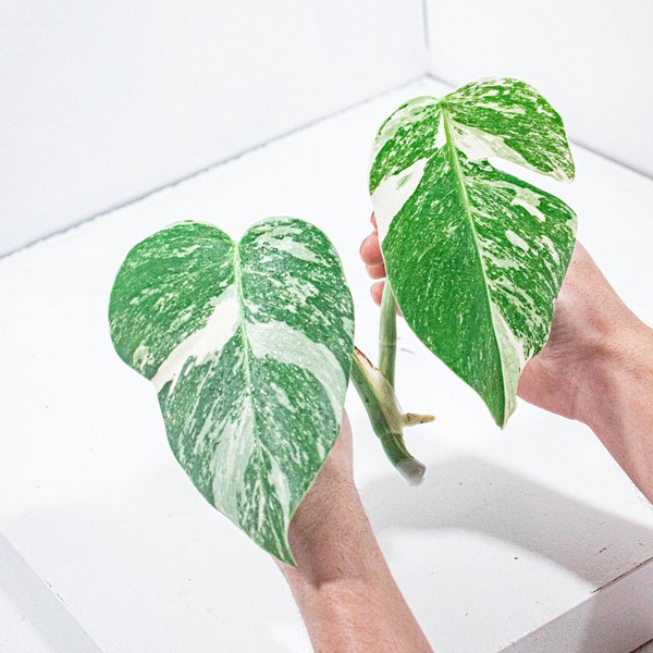 Bouture Monstera Deliciosa Variegata | Albo |