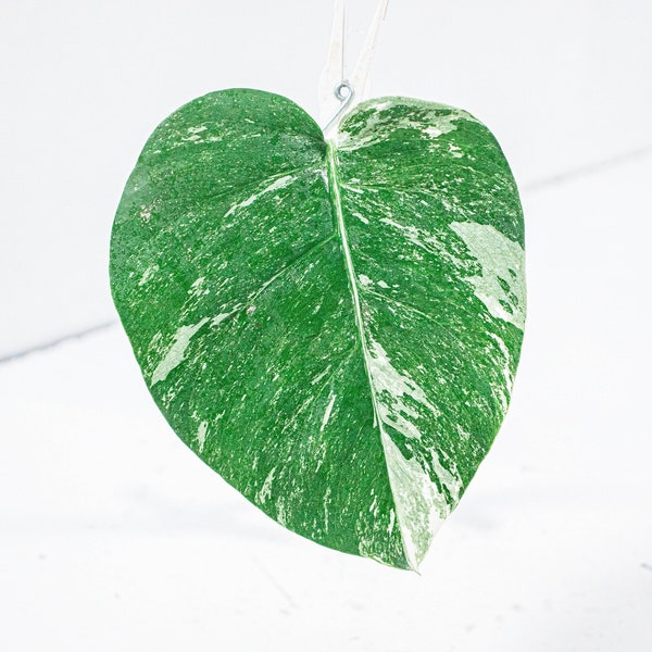 Bouture Monstera Deliciosa Variegata | Albo |