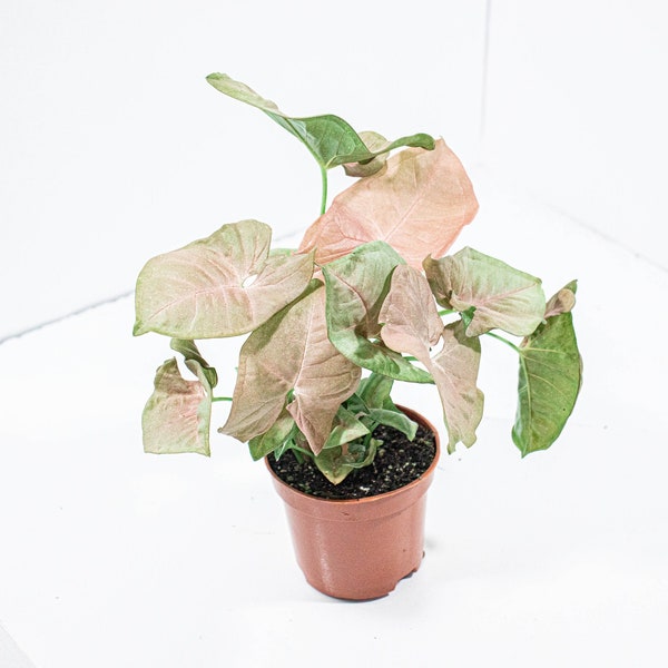 Syngonium Neon (Rose) | Plante d'intérieur