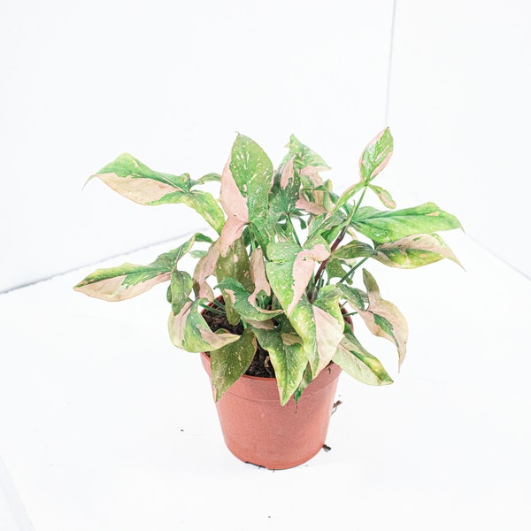 Syngonium Pink Splash | Syngonium Mottled | Plante d'intérieur