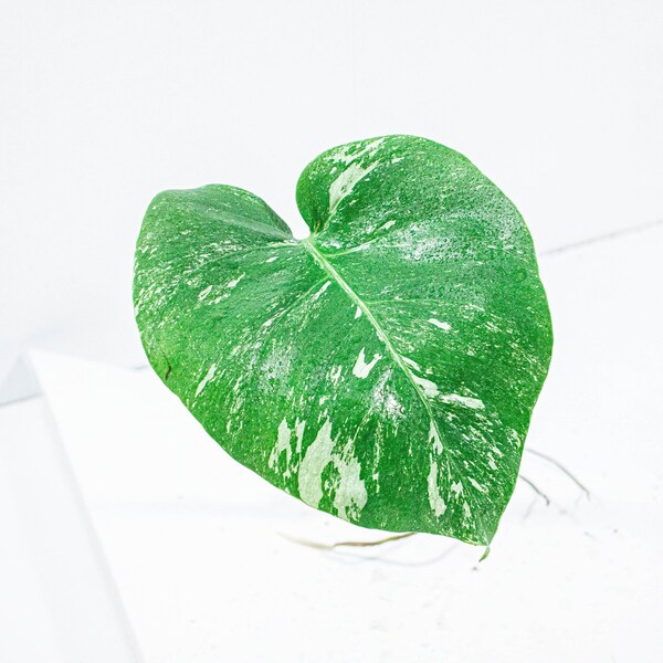 Bouture Monstera Variegata | Albo |