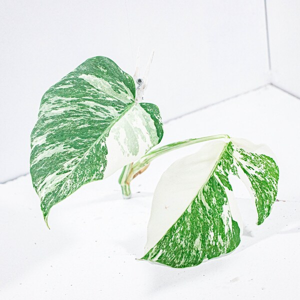 Bouture Monstera Deliciosa Variegata | Albo |