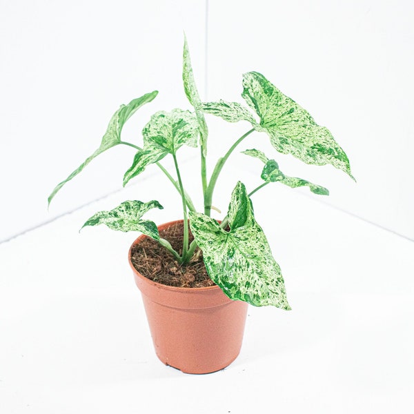 Syngonium Mojito | Syngonium Mottled | Plante d'intérieur