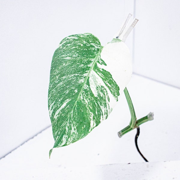 Bouture Monstera Deliciosa Variegata | Albo