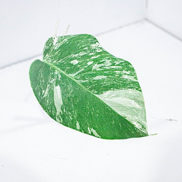 Bouture Monstera Deliciosa Variegata | Albo |