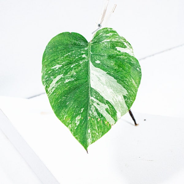 Bouture Monstera Deliciosa Variegata | Albo | plante qui supporte une faible exposition