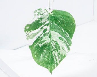 Bouture Monstera Deliciosa Variegata | Albo | plante qui supporte une faible exposition