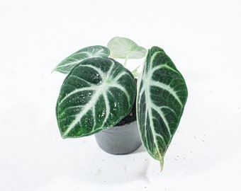 Alocasia Black Velvet | Plante d'intérieur