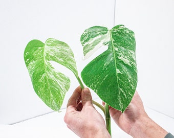 Bouture Monstera Deliciosa Variegata | Albo | plante qui supporte une faible exposition