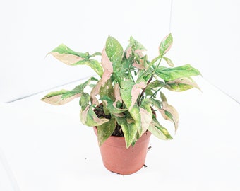 Syngonium Pink Splash | Syngonium Mottled | Plante d'intérieur