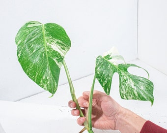 Bouture Monstera Deliciosa Variegata | Albo