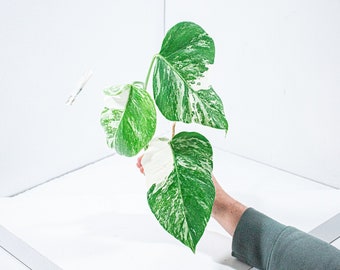 Bouture Monstera Deliciosa Variegata | Albo