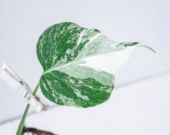 Bouture Monstera Variegata | Albo