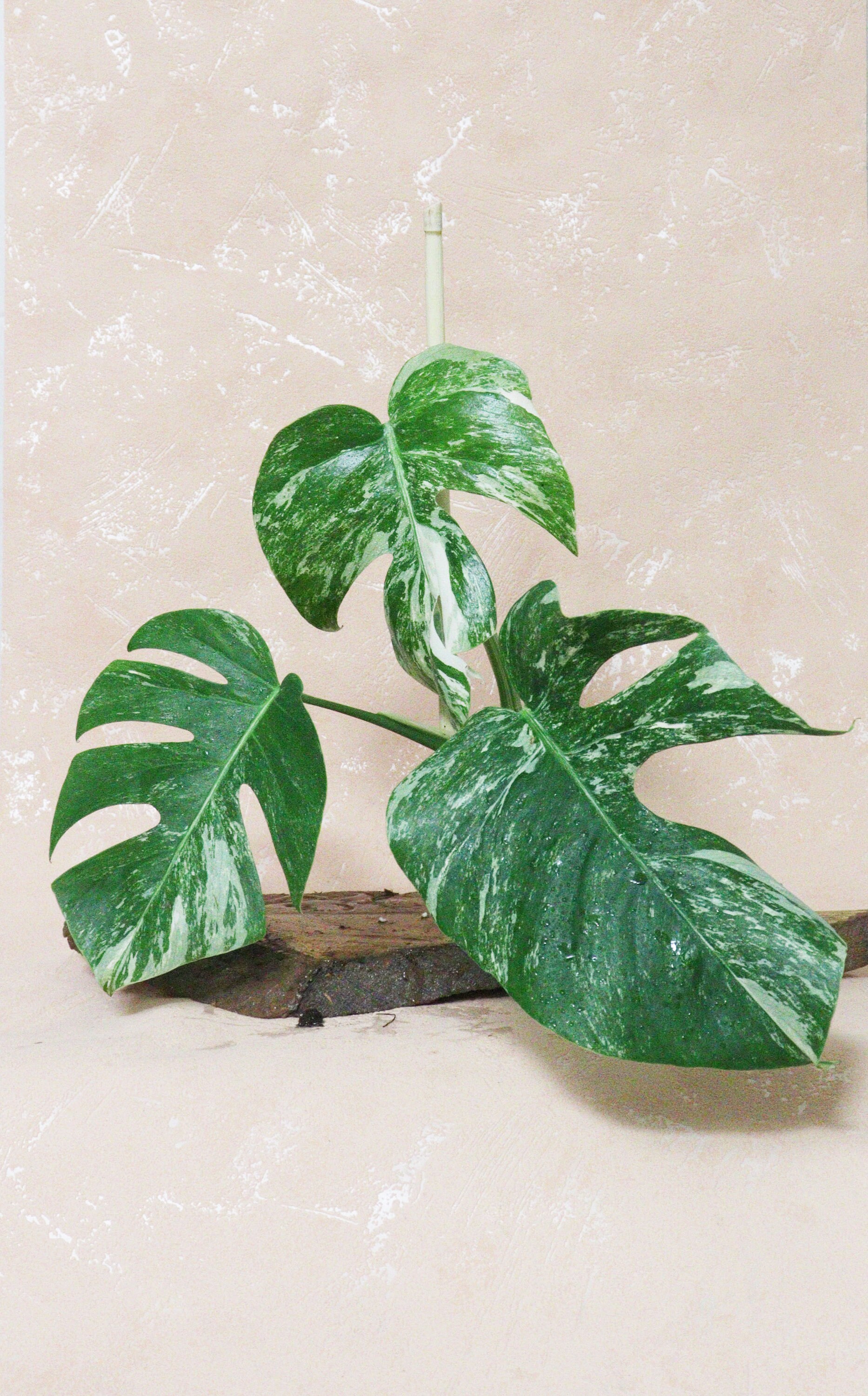 Bouture Monstera Deliciosa Variegata | Albo