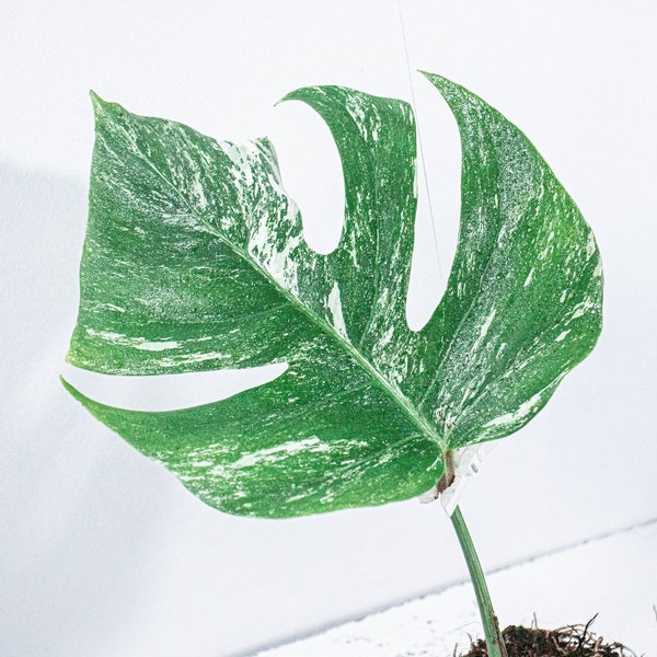 Bouture Monstera Deliciosa Variegata | Albo |