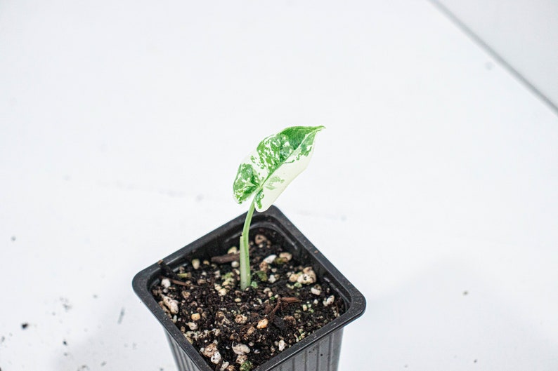 Alocasia Macrorrhiza Variegata GROUPE B n°5