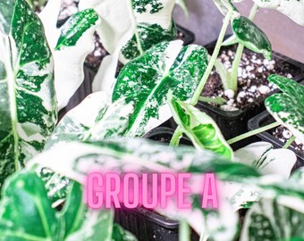 Alocasia Frydek Variegata (micholitziana) | Groupe A