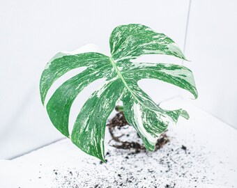 Bouture Monstera Deliciosa Variegata | Albo | plante rare d'intérieur