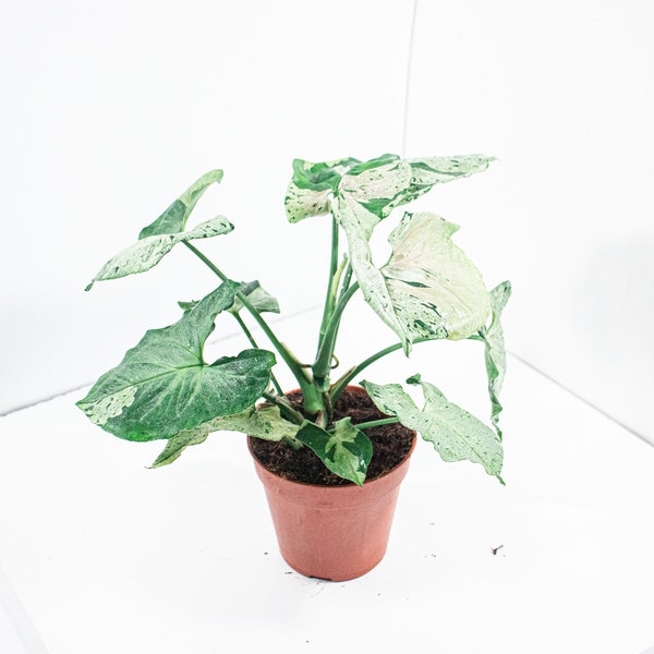 Syngonium Green Splash | Syngonium Mottled | Plante d'intérieur