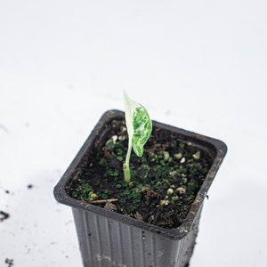 Alocasia Macrorrhiza Variegata GROUPE B n°4