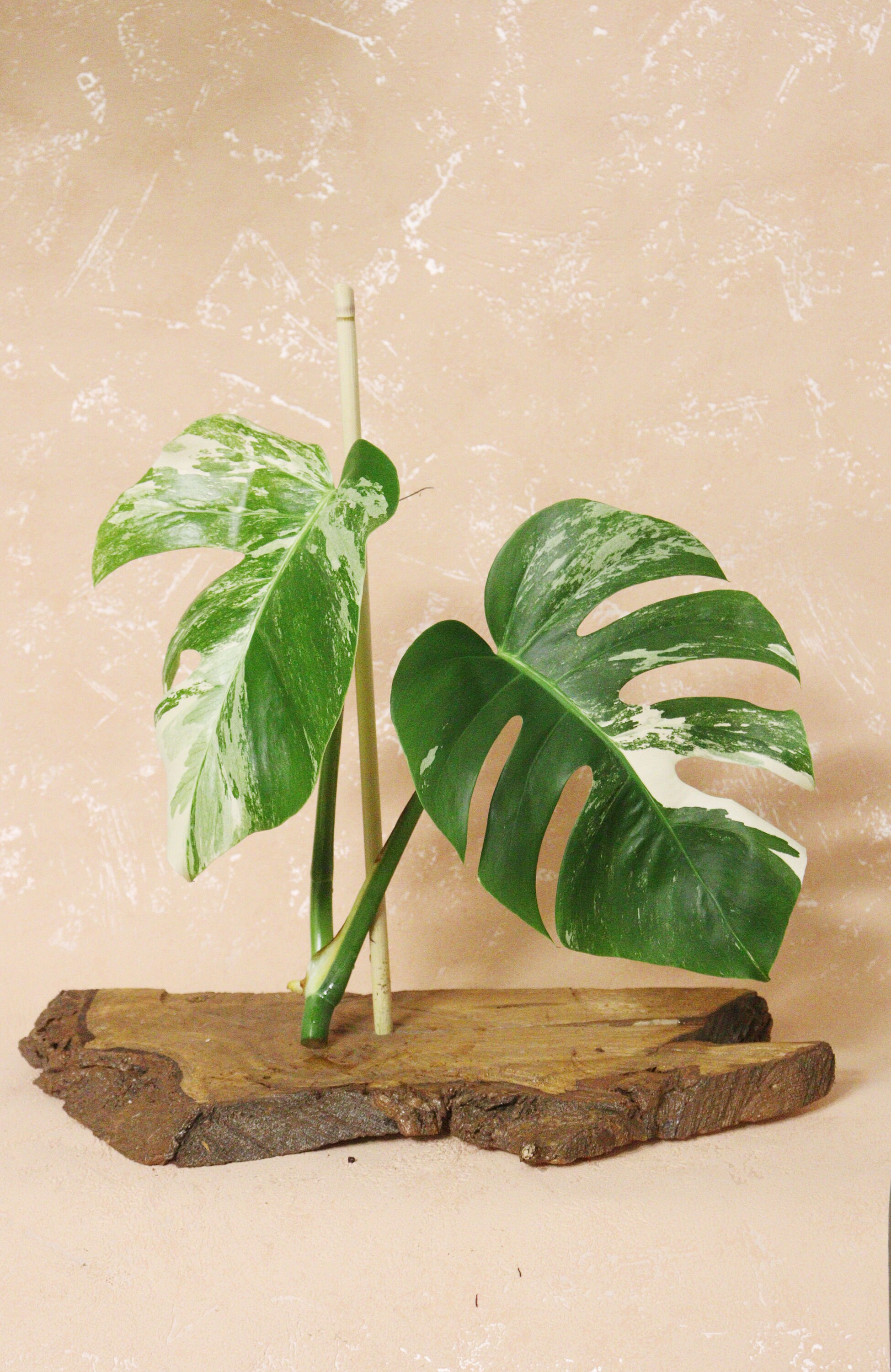 Bouture Monstera Deliciosa Variegata | Albo Plante Rare, Panachée