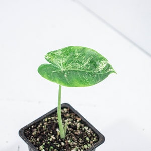 Alocasia Macrorrhiza Variegata GROUP B n°8