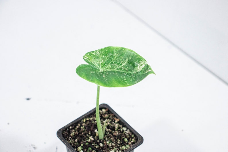 Alocasia Macrorrhiza Variegata GROUPE B n°8