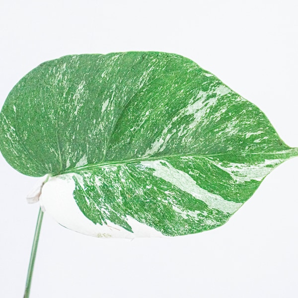 Bouture Monstera Deliciosa Variegata | Albo