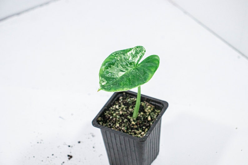 Alocasia Macrorrhiza Variegata GROUP B n°3