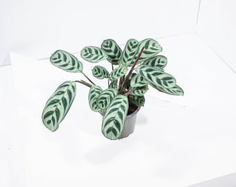 Calathea Compactstar | Plante d'intérieur