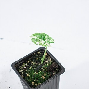 Alocasia Macrorrhiza Variegata GROUP B n°6