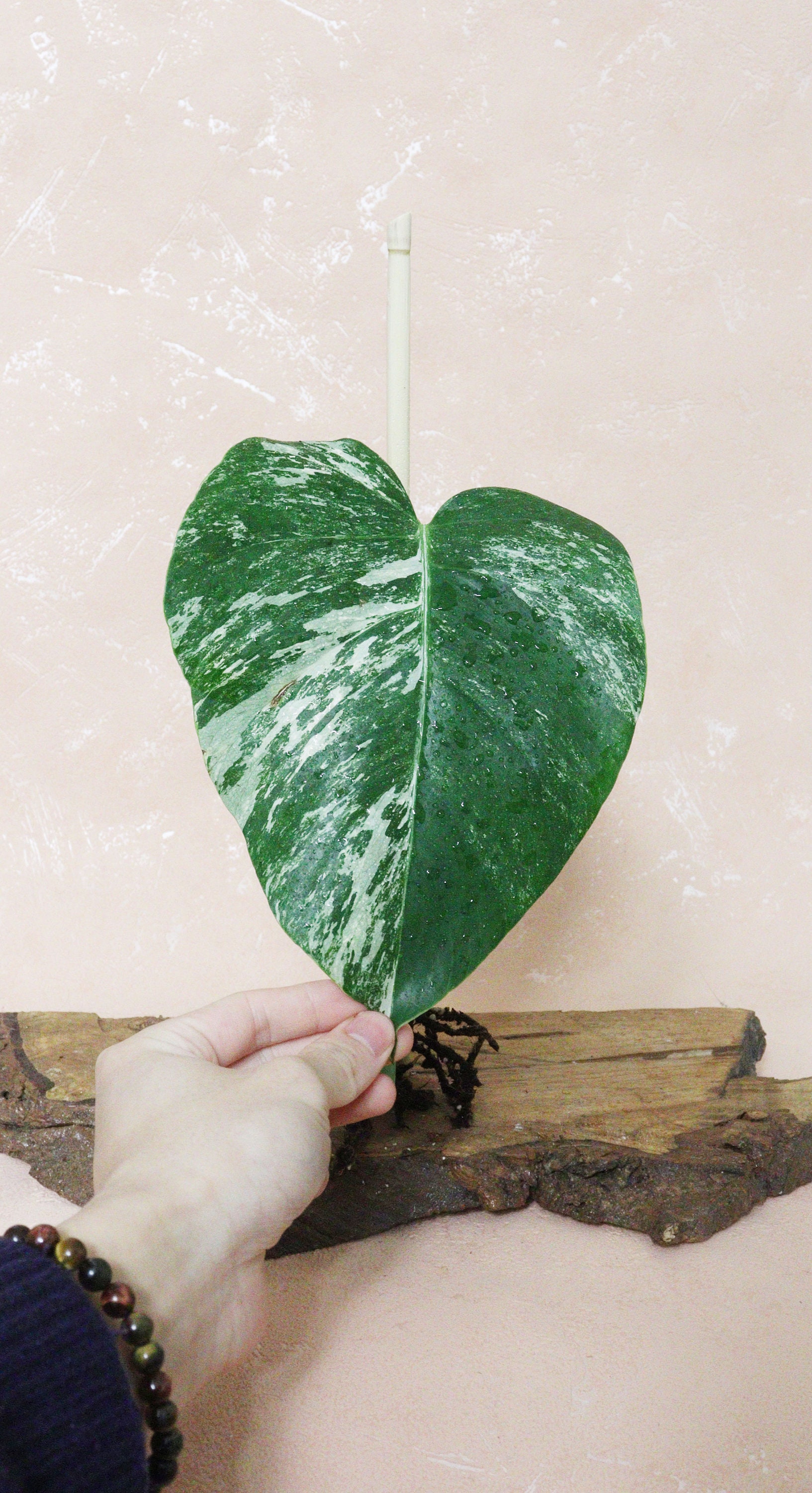 Bouture Monstera Deliciosa Variegata | Albo