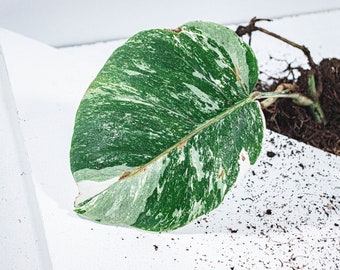 Cutting Monstera Deliciosa Variegata | Alba