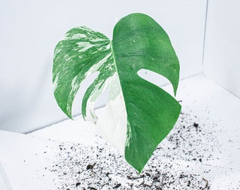 Bouture Monstera Deliciosa Variegata | Albo