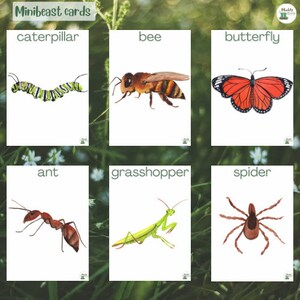 Schede didattiche Minibeast